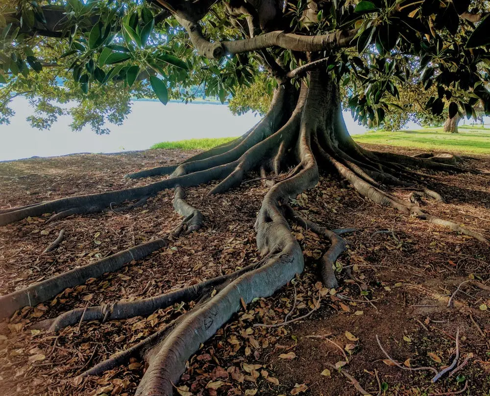 A flourishing tree representing a successful real estate business, with roots symbolizing strong operational foundations.