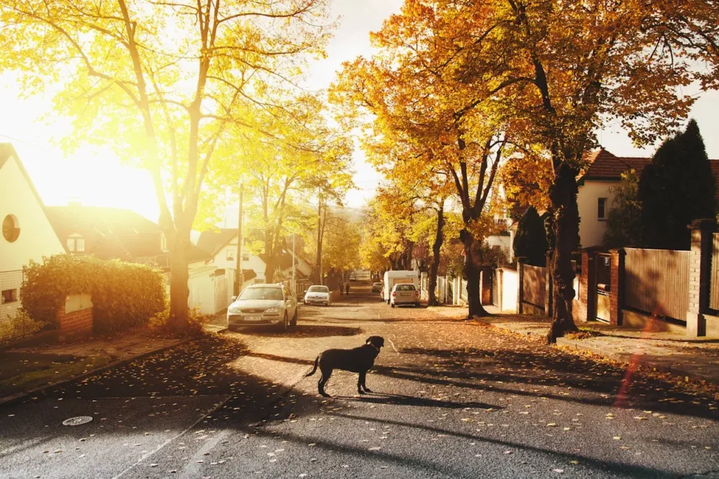 A dog walking in a local neighborhood